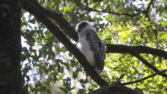 A baby powerful owl at the North Coast Regional Botanic Garden in Coffs Harbour. The baby was found on the ground by gardens staff and WIRES nursed it back to good health.