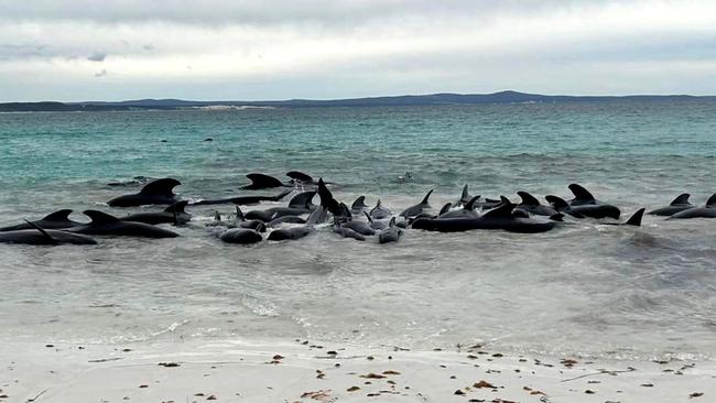 TOPSHOT - A handout photo taken and received on July 25, 2023 from Allan Marsh/Cheynes Beach Caravan Park, shows scores of pilot whales stranded at Cheynes Beach near Albany in Western Australia. Scores of pilot whales stranded themselves on a beach in Western Australia on July 25, wildlife officials said, after a pod of around 60 to 70 of the animals massed offshore. (Photo by Allan Marsh / Allan Marsh/Cheynes Beach Caravan Park / AFP) / ----EDITORS NOTE ----RESTRICTED TO EDITORIAL USE MANDATORY CREDIT " AFP PHOTO / ALLAN MARSH/CHEYNES BEACH CARAVAN PARK  NO MARKETING NO ADVERTISING CAMPAIGNS - DISTRIBUTED AS A SERVICE TO CLIENTS