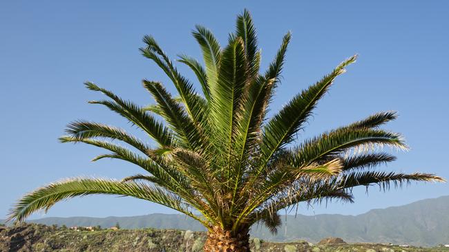 Distinctive: Canary Island Date Palm