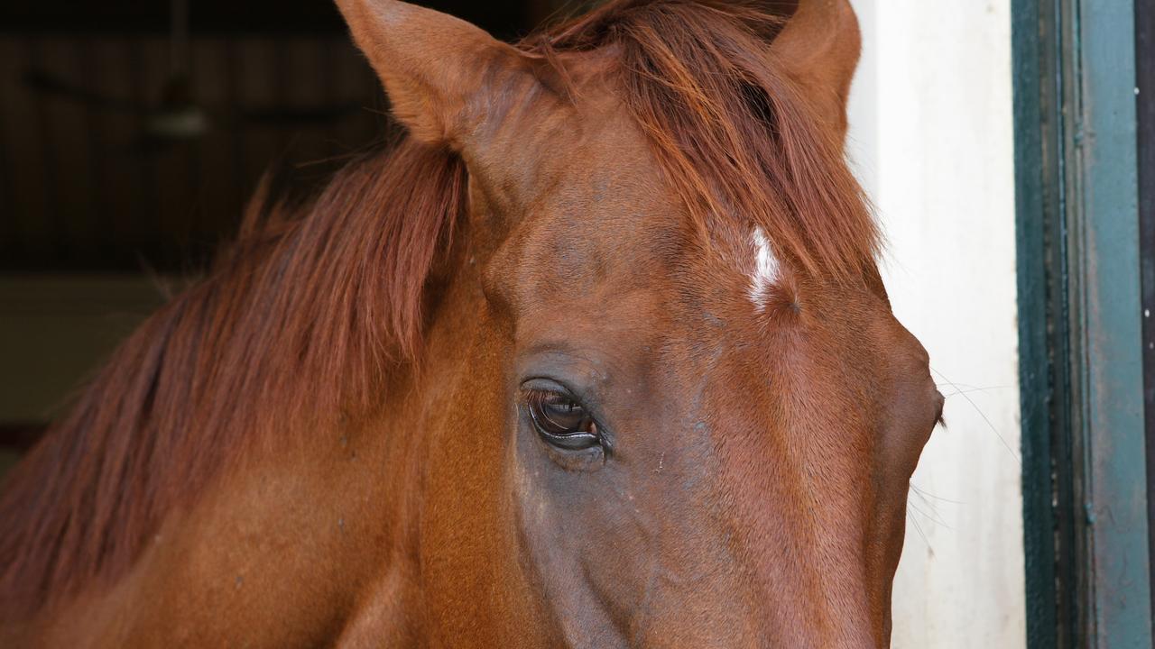 A woman is unconscious and being flown to hospital after falling from her horse in the hills north of Adelaide.