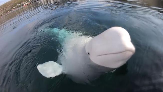 The incredibly tame and inquisitive whale known as Hvaldimir. Picture: Caters News