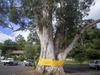 Future of historic Warburton tree hangs in the balance