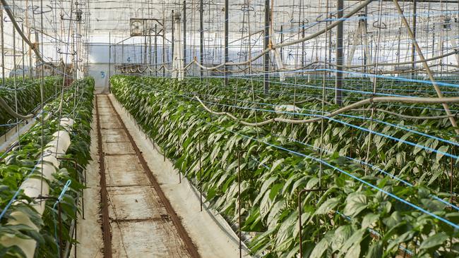 A similar kind of greenhouse that could be built at the site. Picture: VegetablesWA/Frances Andrijich