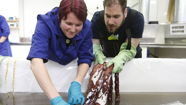 From the deep...Scientist Kat Bolstad, left, from the Auckland University of Technology, and student Aaron Boyd Evans examine a rare giant squid in Wellington, New Zealand. The colossal squid, which weighs 350 kilograms (770 pounds) and is as long as a minibus, is one of the seas most elusive species. Picture: AP