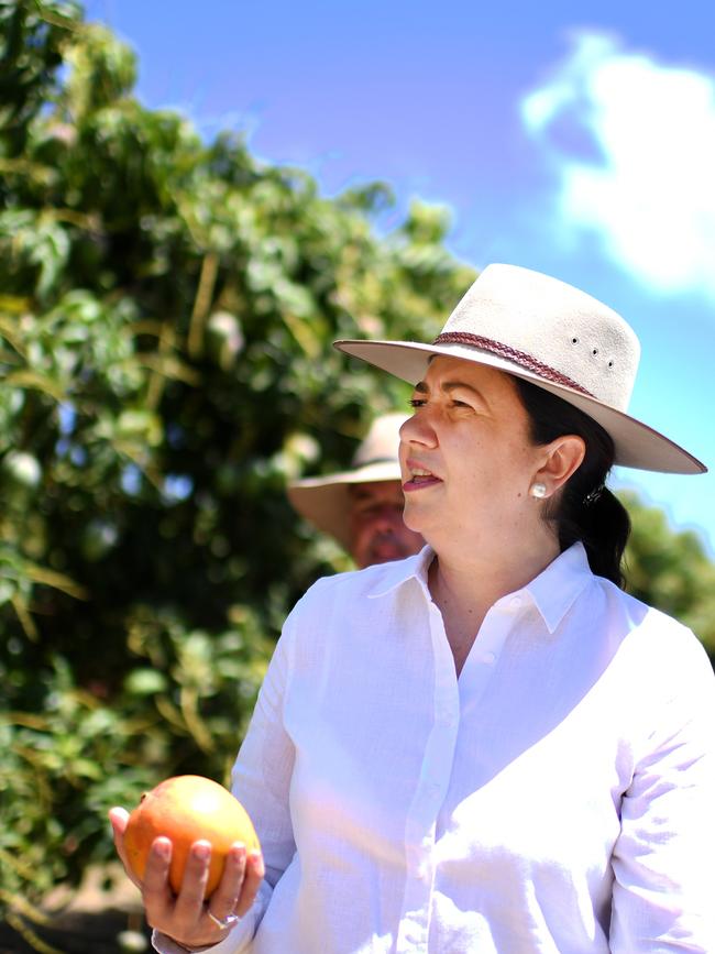 Queensland Premier Annastacia Palaszczuk tours a mango orchard during a visit to Marto's Mangoes orchard and packing facility near Bowen. Picture: NCA NewsWire / Dan Peled