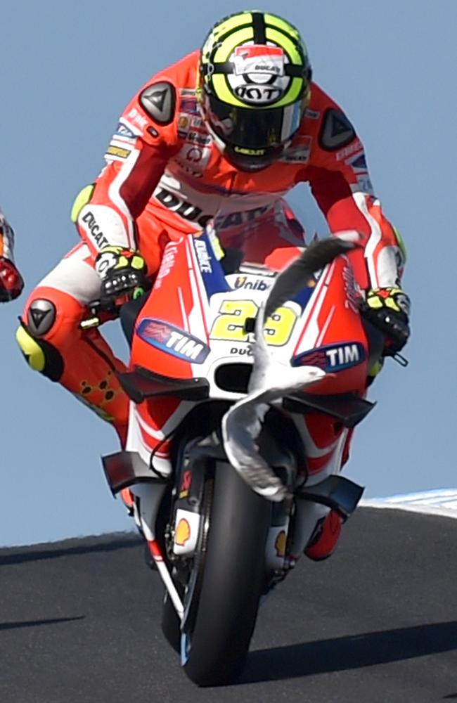 A seagull is moments away from colliding with Ducati rider Andrea Iannone. Picture: AFP.