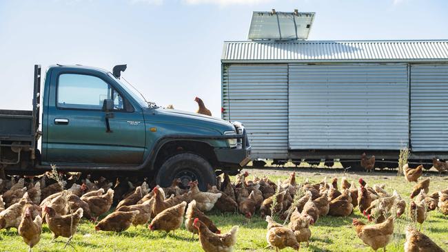 2000 hens are shifted slowly across the family’s property, fertilising pasture and controlling bugs and grubs. Picture: Zoe Phillips