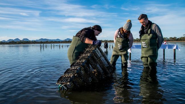 Harvesting oysters