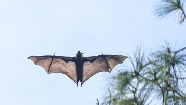 Bat pictured at Botanic park. Adelaide. Picture: Roy Van Der Vegt