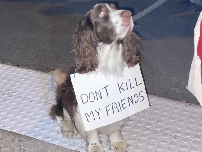 Fatal fate awaits abandoned animal shelter pets