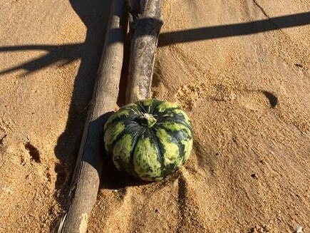 Not from around here: a pumpkin is among many found washed up on Umina Beach. Picture: Hayley Pardey