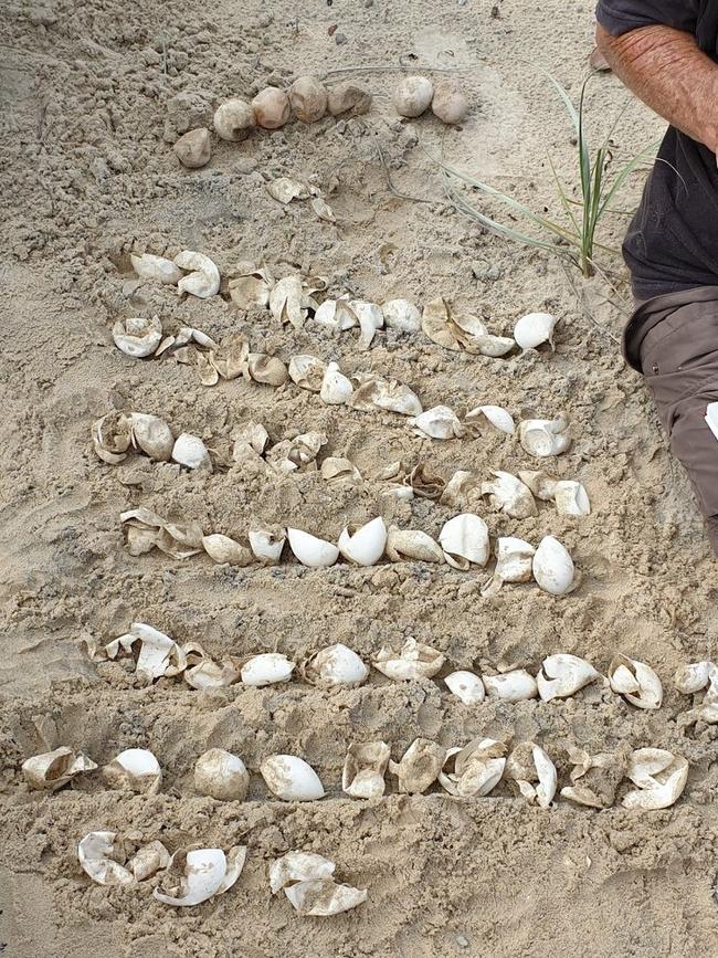 Left over shells at a green turtle nest that hatched at Beagle Campground at Inskip Point on Thursday.