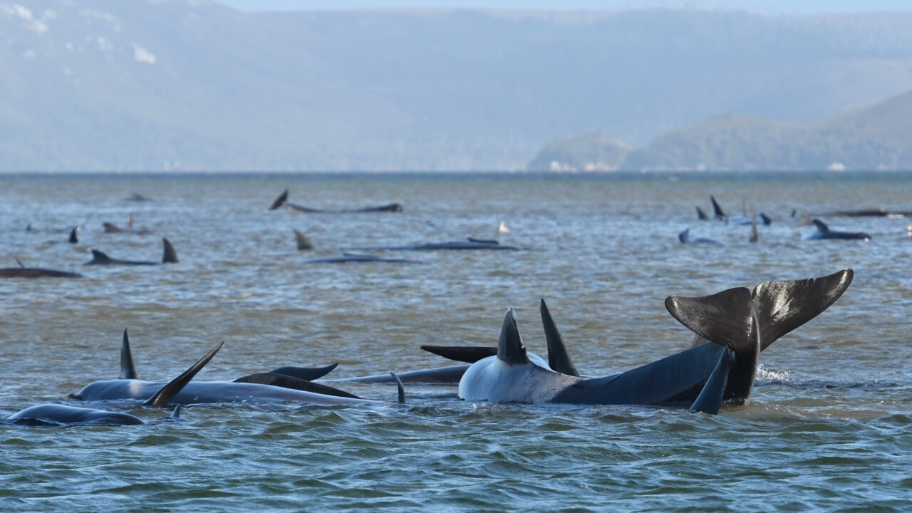 Volunteers make 'good progress' rescuing beached whales off of Tasmania's coast