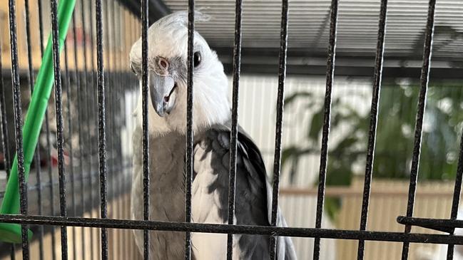 Ms Krain's Galah that she had to give to a family member in order to secure a rental property. Picture: supplied