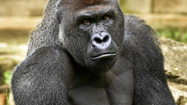 Harambe, a western lowland gorilla, was fatally shot in May at Cincinnati Zoo and Botanical Garden to protect a 3-year-old boy who had entered its exhibit. Picture: Jeff McCurry