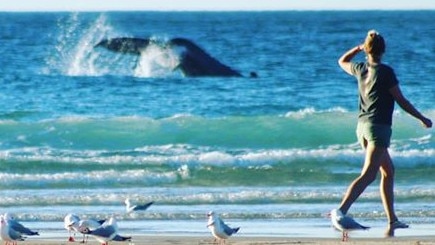 A pod of four whales spotted at Rainbow Bay Sunday. Photos: Kellie Wilson