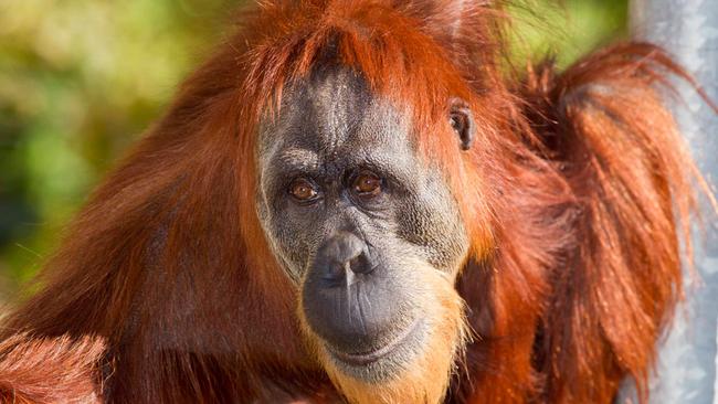 Perth Zoo says while they do their best to keep wild creatures out of enclosures, the outdoor nature of some habitats makes it hard. Picture: Supplied / Perth Zoo