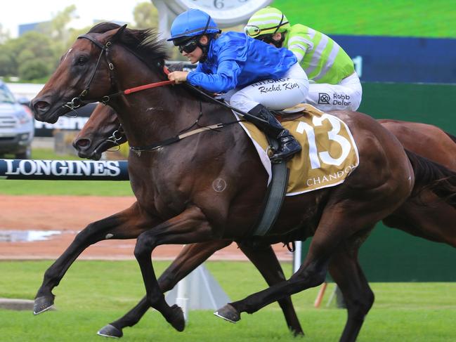 Andermatt is ready for a peak performance third-up at Rosehill on Saturday. Picture: Grant Guy