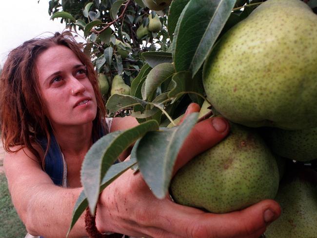 Evelyn Gillies from /Qld, picking fruit in a Goulburn Valley orchard.Vic / Industry / Farming  casual workers picker pears  headshot