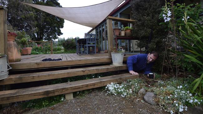 Bill Brown, of Save the Tasmanian Devil Program, investigates a devil family under a Gardners Bay house.