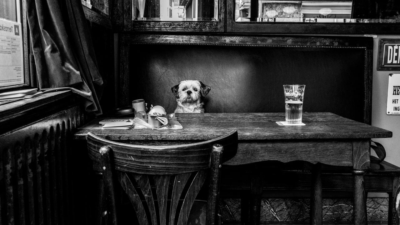 A little dog waits patiently for his owner, fiercely guarding their pint. Picture: Picture: Sonia De Wit