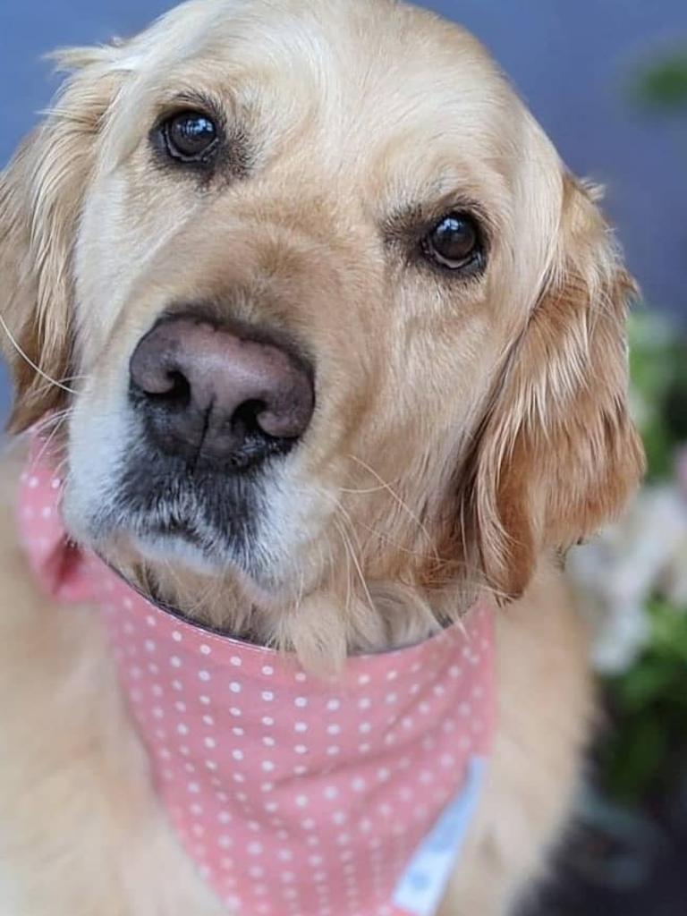 Tassie most stylish dog nominee: Cleo - Golden Retriever