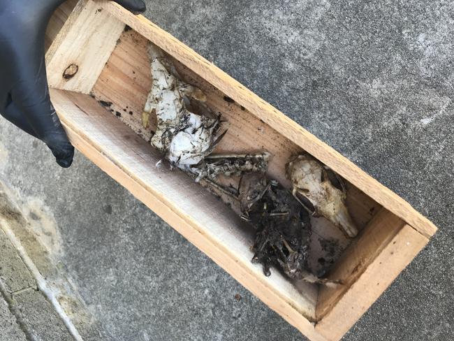 Animal remains are among items seized. Picture: Supplied