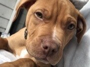 Police have appealed for public help to find Junior, a Staffordshire Bull Terrier puppy, who was stolen from a home in Melbourne on October 23.