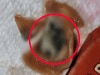 Aussie mum's warning after revolting find inside kids' snack