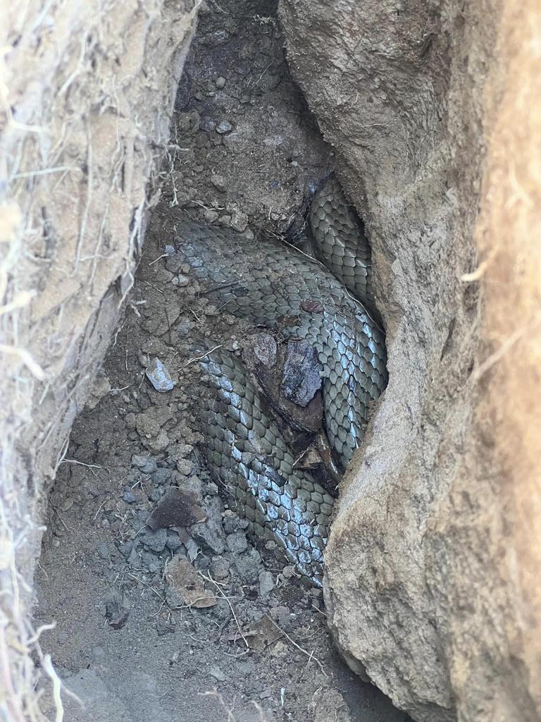 "Huge" Eastern Brown snake found inside an outdoor retaining wall.