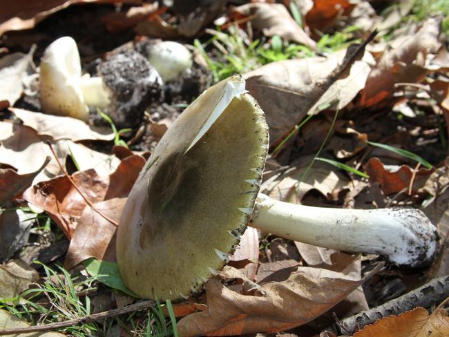 Mr Sestokas says it’s ‘very difficult’ to distinguish between poisonous and edible wild mushrooms.