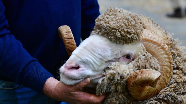 Rams showing their best side at Bendigo. Picture: Zoe Phillips