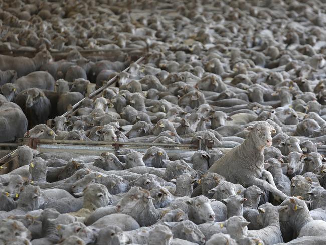 1st March 2023: Sheep in pins awaiitng loading on trucks bound for port, for live export at Peel Feedlot, Mardella, WA.  Philip Gostelow/The Australian