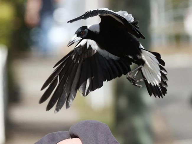 Why magpie swooping is set to be bad