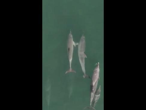 Dolphins spotted "holding hands" off of Perth