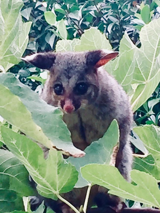 Stevie Wonder the possum got his name because he doesn’t seem to know night from day. He’s also that annoying work colleague who likes to creep up and read over your shoulder. Picture: Miles Kemp