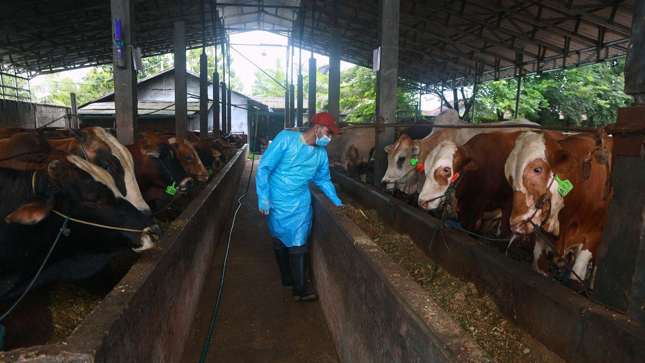 Cattle being inspected in Indonesia for traces of foot and mouth disease. (Photo by PERDIANSYAH /AFP)