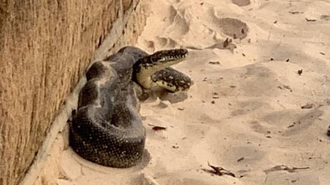 The first python that came to Balmoral Beach last month.