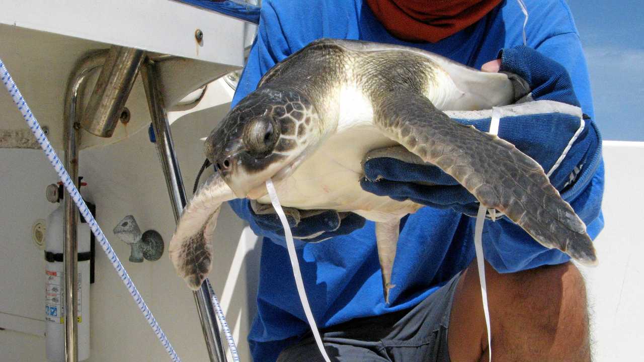 DEADLY: A green sea turtle in care after ingesting a balloon. Picture: Blair Witherington