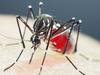 Residents cautioned after confirmed malaria case