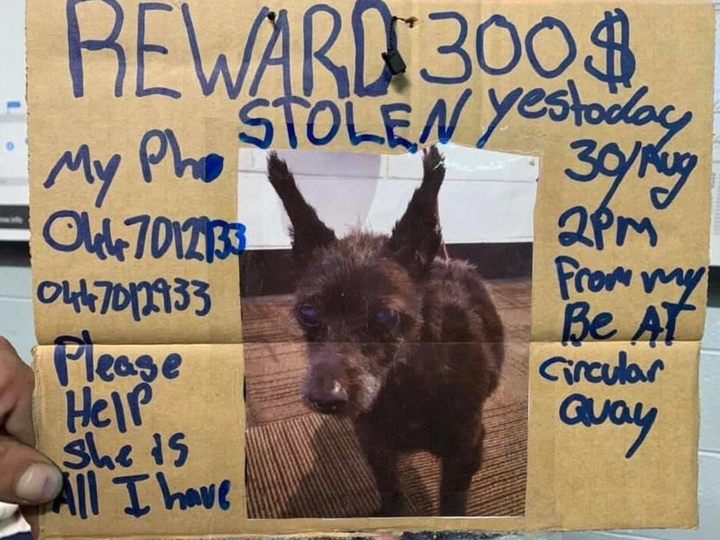 Nathan's beloved dog Shaggy went missing from Circular Quay on Sunday.