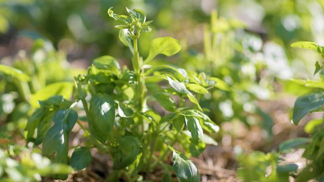 Who knew basil was the root of evil. Picture: Richard Jupe