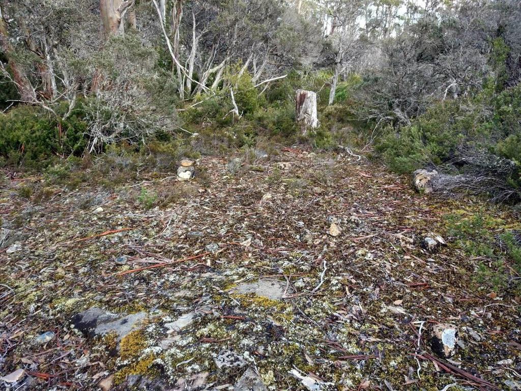 Lichen lithosphere within the potential impact area of hut number 1, from the Halls Island development application.