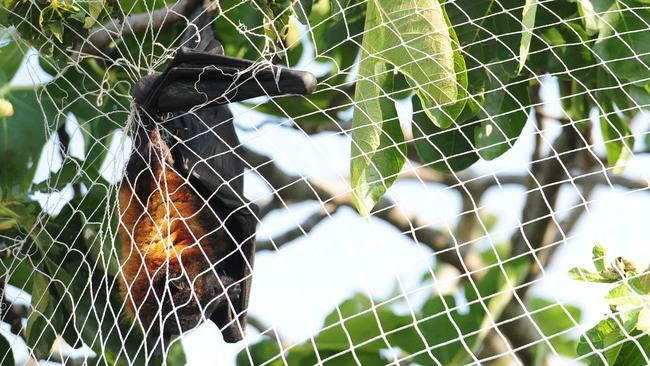 Increasing numbers of fruit bats being entangled in tree nets have prompted calls for people to user safer mesh.