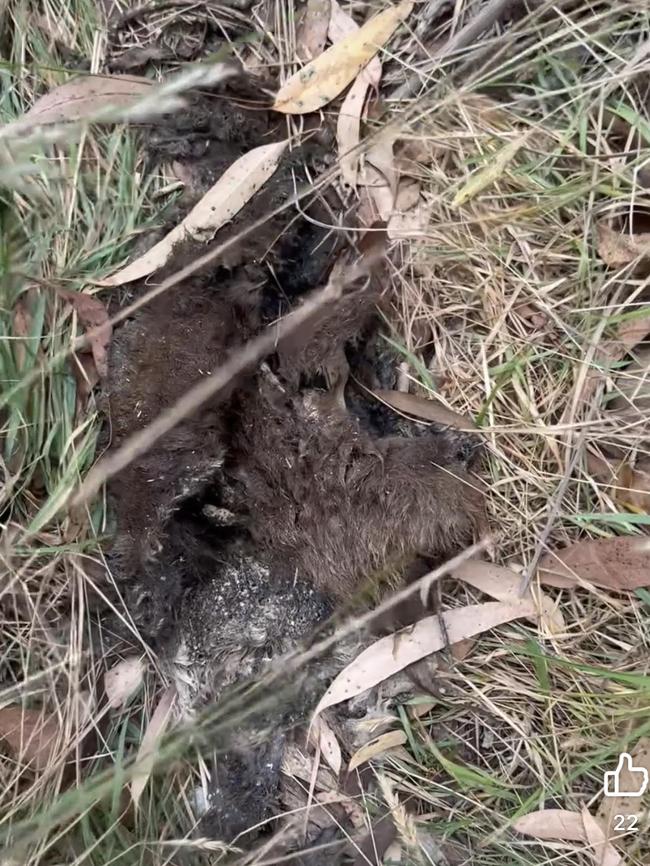 Fur found in Daylesford. But is it a yowie’s? Picture: Facebook