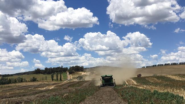 Path to success: The record canola crop at the Oberon operation.