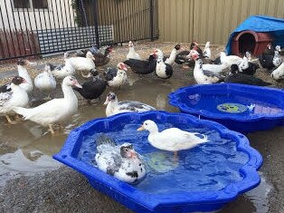 The animals enjoying a swim at Ms Batkin’s backyard.