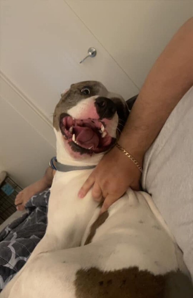 Loki: Kyla Marmara's 2 year old Pure-bred American Staffy