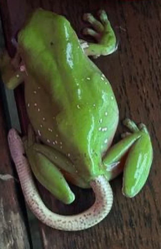 Frog v Snake  The Chronicle