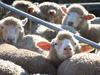 Higher lamb prices here to stay